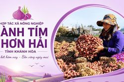 Từ củ hành tím đến 'Ngôi sao Hợp tác xã'