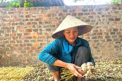 Tỏi Phan Rang: HTX nâng tầm đặc sản bằng bảo hộ thương hiệu