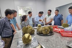 Sầu riêng tăng tốc xuất khẩu nhờ siết chặt truy xuất nguồn gốc toàn diện