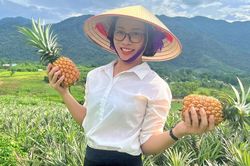 Kỳ vọng vào cây dứa giúp đồng bào biên giới Nghệ An thoát nghèo