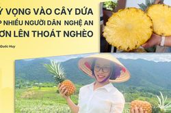Kỳ vọng vào cây dứa giúp đồng bào biên giới Nghệ An thoát nghèo