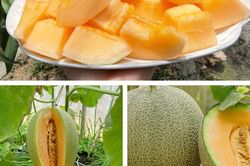 Dưa lưới Cao Bằng: Trái ngọt từ nông nghiệp công nghệ cao