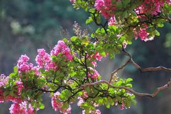 Có nên trồng hoa tường vi trước cửa nhà?
