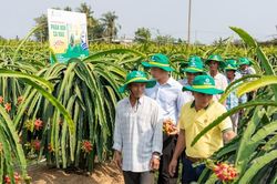 Ph&acirc;n B&oacute;n C&agrave; Mau: Điểm tựa cho một m&ugrave;a vụ vững tin hơn