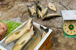 Sở Nông nghiệp và Môi trường TP Huế xác định nguyên nhân cá nuôi lồng chết trên sông Bồ