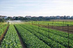 Hà Nội siết chặt kiểm soát rau an toàn bằng mô hình quản lý an toàn thực phẩm
