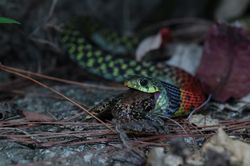 Lo&agrave;i rắn tưởng v&ocirc; hại nhưng cực độc, chưa c&oacute; huyết thanh giải
