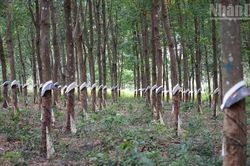 Chủ tịch Thượng viện Campuchia kêu gọi thúc đẩy thương mại biên giới với Việt Nam