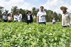 Đồng Th&aacute;p huy động ng&agrave;nh chuy&ecirc;n m&ocirc;n t&igrave;m nguy&ecirc;n nh&acirc;n vụ rau m&agrave;u thiệt hại bất thường