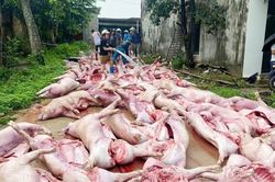 Sét đánh mất điện, hơn 550 con lợn chết ngạt làm thiệt hại 5,5 tỷ đồng