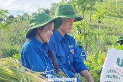 Thanh niên tất bật giúp người dân gặt lúa, chạy lũ