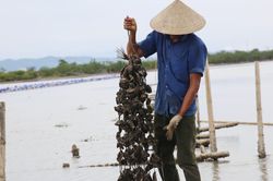Nuôi loài không phải cho ăn, nông dân ven sông Rào Cái thu tiền tỷ