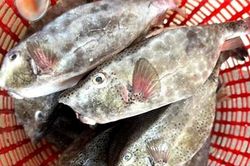 Xử phạt nhà hàng bán cá bò hòm 2,9 triệu đồng/kg không niêm yết giá