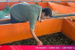 Mở hướng chăn nuôi ở vùng bán sơn địa từ lươn không bùn