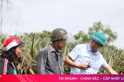 Sở NN&MT Hà Tĩnh thông tin về việc liên kết trồng dứa tại xã Cẩm Lạc