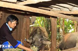 Đứng dậy sau vấp ng&atilde; v&agrave; trở th&agrave;nh b&iacute; thư chi bộ uy t&iacute;n