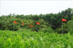 Làm sáng tỏ căn cứ xác minh thông tin mộ liệt sĩ tập thể tại khu vực Câu Nhi