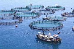 Kiến nghị cấp 'sổ xanh', gỡ nút thắt thể chế để kinh tế biển phát triển bền vững