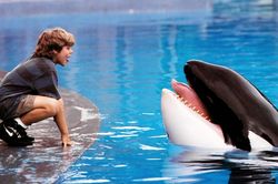 Warner Bros. tái khởi động dự án phim Free Willy
