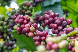 Giá nông sản hôm nay (10/7): Giá cà phê lao dốc, hồ tiêu bật tăng