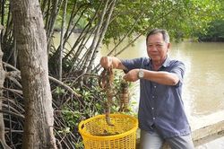 Nu&ocirc;i t&ocirc;m sinh th&aacute;i dưới t&aacute;n rừng: Hướng đi xanh cho kinh tế ven biển