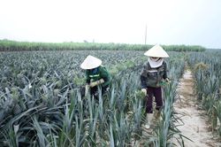 Xuân Hòa phát triển kinh tế trang trại bền vững