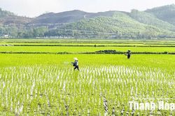 Chủ động ứng phó thiên tai trong sản xuất vụ mùa