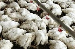 Bắc Ninh: Một hộ chăn nuôi thiệt hại khoảng 20.000 con gà do mất điện đột ngột