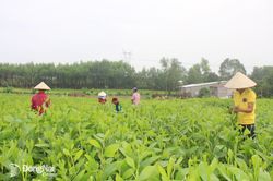 Nhà nước bảo trợ quyền lao động, tự tạo việc làm của người khuyết tật