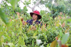 Chương trình OCOP, động lực phát triển kinh tế nông thôn bền vững