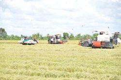 Nỗi niềm tr&ecirc;n những c&aacute;nh đồng v&agrave;ng