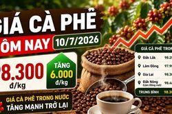 Giá cà phê hôm nay 10/7: Bật tăng mạnh lên 98.300 đồng/kg