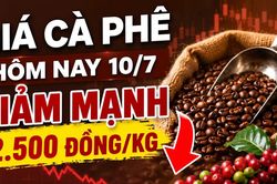 Giá cà phê hôm nay 10/7: Giảm mạnh trên diện rộng