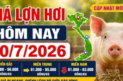 Giá lợn hơi hôm nay 10/7/2026: Miền Bắc giữ đỉnh 66.000 đồng/kg