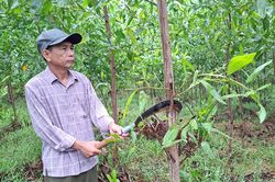 Nâng cao giá trị rừng trồng
