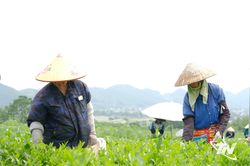 Vạn Phú phát triển cây chè theo hướng hữu cơ, bền vững