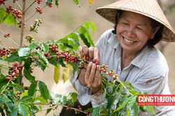 Giá cà phê hôm nay 10/7: Giá Robusta bật tăng hơn 300 USD/tấn, trong nước tăng 6.000 đồng/kg