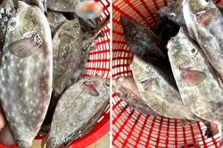 'Ch&eacute;m gi&aacute;' c&aacute; b&ograve; h&ograve;m, một chủ nh&agrave; h&agrave;ng ở Nha Trang bị phạt