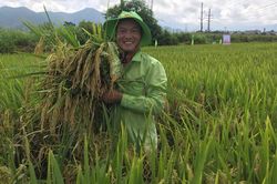 Đánh thức đồng ruộng bằng giống lúa mới