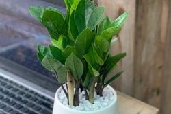 Muốn bàn làm việc vừa đẹp vừa 'hút lộc', đừng bỏ qua 4 loại cây mini này