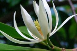 Có nên trồng hoa ngọc lan trước nhà?