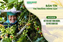 Thị trường n&ocirc;ng sản 10/7/2026: Hồ ti&ecirc;u bật tăng mạnh, c&agrave; ph&ecirc; giảm s&acirc;u