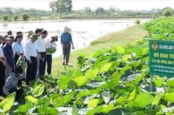 Nông dân Chuyên Mỹ nâng cao chất lượng phong trào thi đua sản xuất, kinh doanh