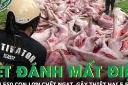 Sét đánh làm tê liệt hệ thống điện, hơn 550 con lợn chết ngạt, thiệt hại 5,5 tỷ đồng