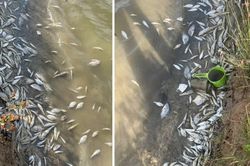 Quảng Trị: Khẩn trương làm rõ nguyên nhân cá chết dọc sông Hiếu
