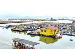 Khẩn cấp ứng phó bão Bavi