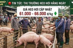 Gi&aacute; heo hơi h&ocirc;m nay 11/7: Ổn định tr&ecirc;n cả 3 miền, giao dịch trong khoảng 61.000 - 66.000 đồng/kg