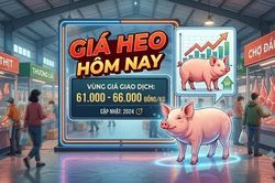 Giá heo hơi hôm nay 11/7: Ổn định trên cả 3 miền, giao dịch trong khoảng 61.000 - 66.000 đồng/kg