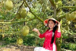Mở cửa đón khách, chủ vườn ở An Giang bán sầu riêng giá gấp 3 lần thị trường