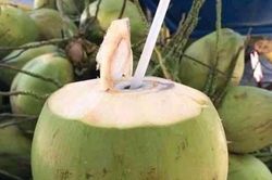 Sự thật về nhai tỏi ớt, uống nước dừa hạ huyết áp thần tốc sau 5 phút sử dụng